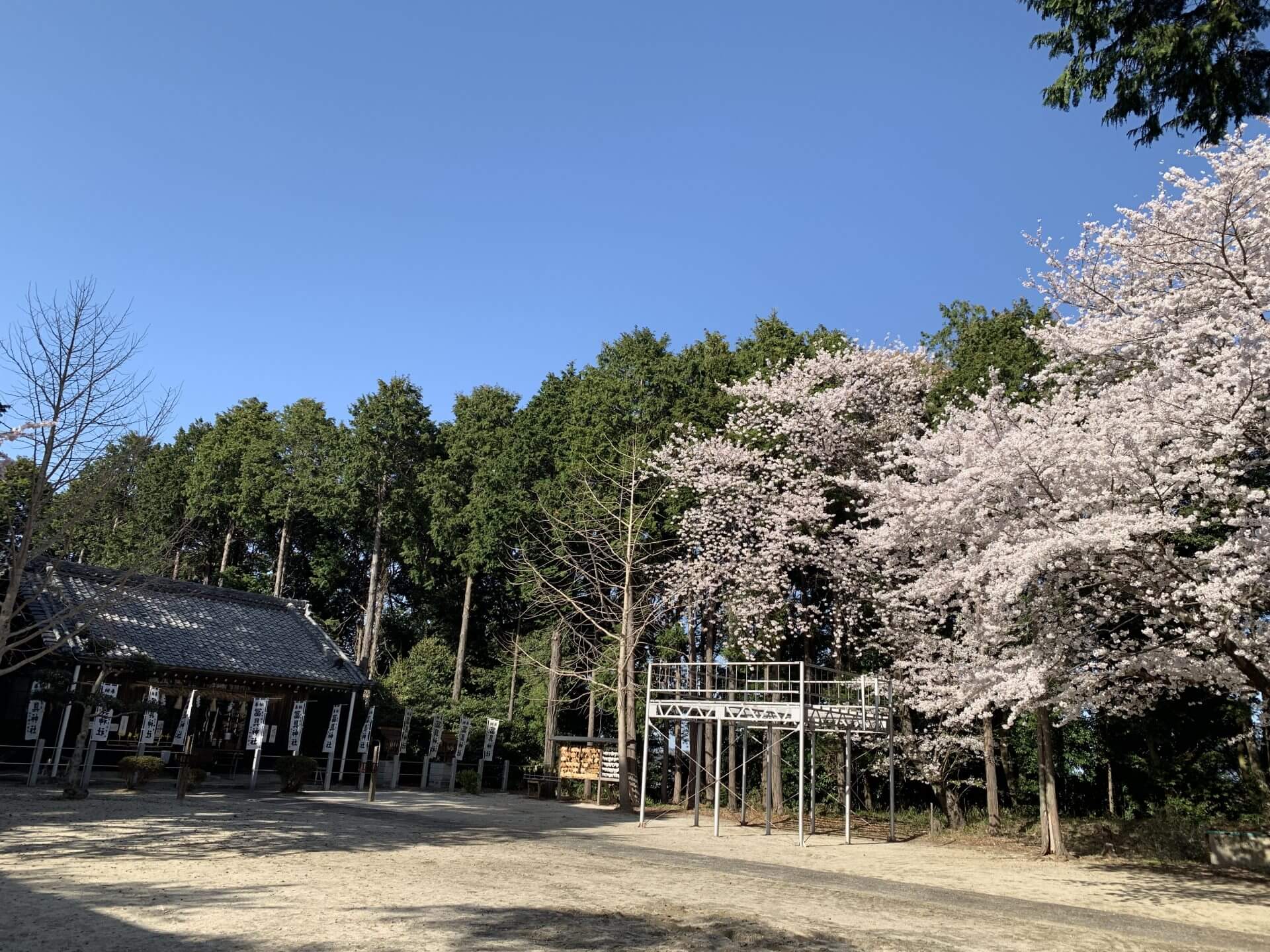 冨具神社の桜